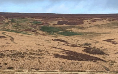Mark Avery guest blog – Walshaw Turbine 16 by Nick MacKinnon